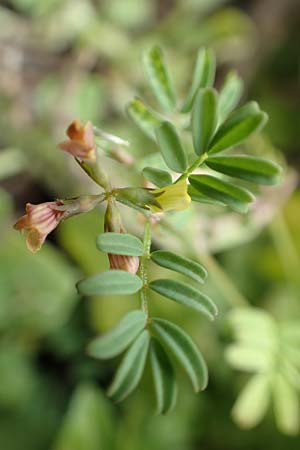 Hippocrepis ciliata \ Gewimperter Hufeisenklee, Rhodos Tsambika 30.3.2019