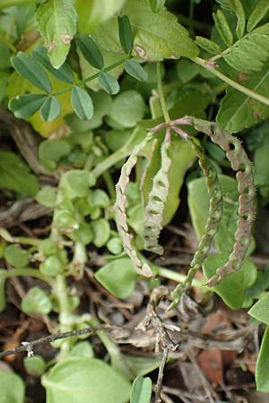 Hippocrepis ciliata \ Gewimperter Hufeisenklee, Rhodos Tsambika 30.3.2019