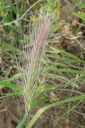 Hordeum geniculatum \ Salz-Gerste / Gussone's Barley, Rhodos Kattavia 1.4.2019