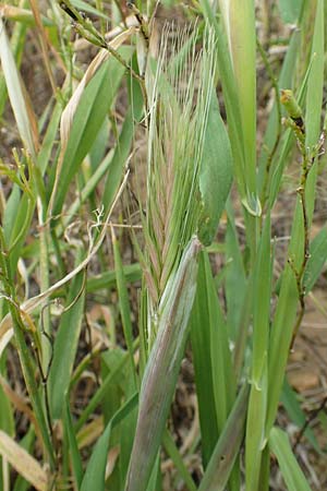 Hordeum geniculatum \ Salz-Gerste / Gussone's Barley, Rhodos Kattavia 1.4.2019