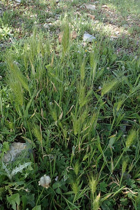 Hordeum marinum \ Strand-Gerste / Sea Barley, Rhodos Archangelos 26.3.2023