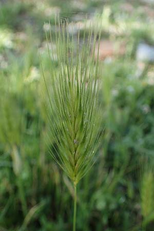 Hordeum marinum \ Strand-Gerste / Sea Barley, Rhodos Archangelos 26.3.2023