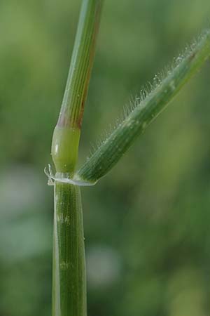 Hordeum marinum \ Strand-Gerste / Sea Barley, Rhodos Archangelos 26.3.2023