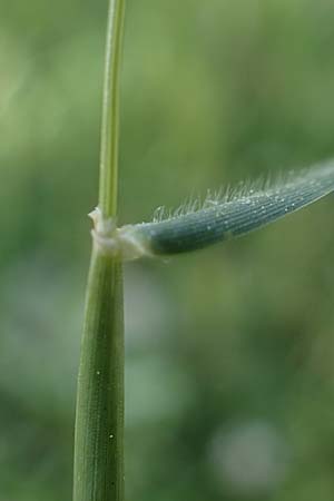Hordeum marinum \ Strand-Gerste / Sea Barley, Rhodos Archangelos 26.3.2023