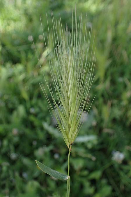 Hordeum marinum \ Strand-Gerste / Sea Barley, Rhodos Archangelos 26.3.2023