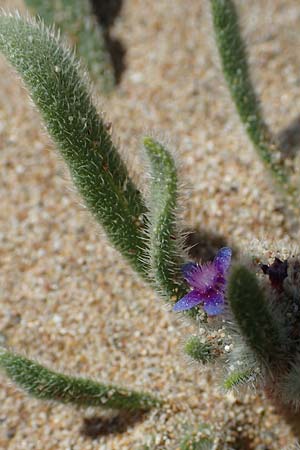 Hormuzakia aggregata \ Dichtbl&uuml;tige Ochsenzunge / Dense Alkanet, Rhodos/Rhodes Agathi Beach 26.3.2023