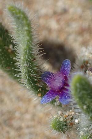 Hormuzakia aggregata \ Dichtbl&uuml;tige Ochsenzunge / Dense Alkanet, Rhodos/Rhodes Agathi Beach 26.3.2023