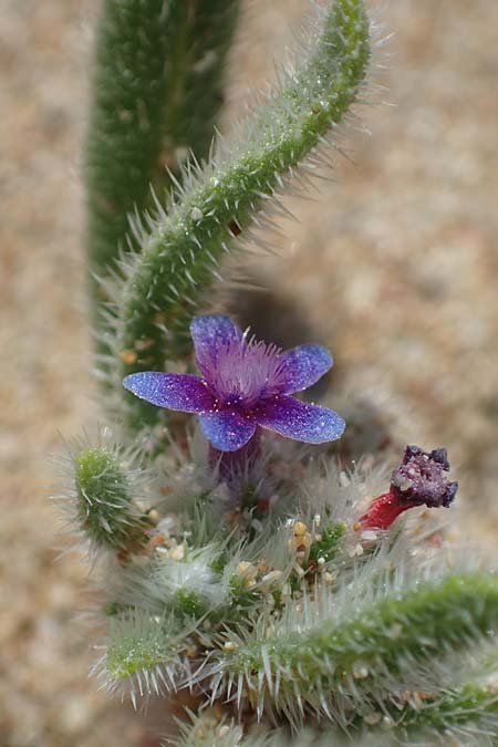 Hormuzakia aggregata \ Dichtbl&uuml;tige Ochsenzunge / Dense Alkanet, Rhodos/Rhodes Agathi Beach 26.3.2023