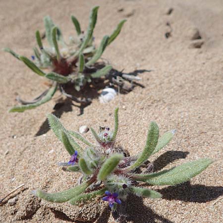 Hormuzakia aggregata \ Dichtbl&uuml;tige Ochsenzunge / Dense Alkanet, Rhodos/Rhodes Agathi Beach 26.3.2023