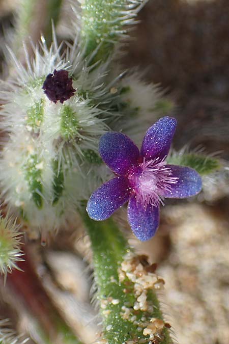 Hormuzakia aggregata \ Dichtbl&uuml;tige Ochsenzunge / Dense Alkanet, Rhodos/Rhodes Agathi Beach 26.3.2023