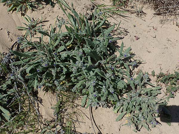 Hormuzakia aggregata \ Dichtbl&uuml;tige Ochsenzunge / Dense Alkanet, Rhodos/Rhodes Agathi Beach 26.3.2023
