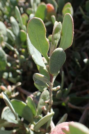 Halimione portulacoides \ Portulak-Keilmelde, Strand-Salzmelde / Sea Purslane, Rhodos City 28.3.2023