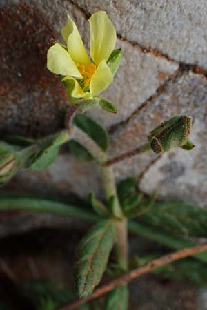 Helianthemum salicifolium \ Weidenbl&auml;ttriges Sonnenr�schen / Willowleaf Rock-Rose, Rhodos/Rhodes Akramitis 21.3.2023