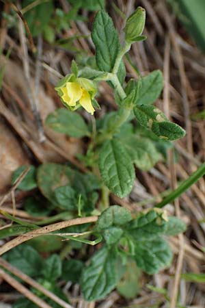 Helianthemum salicifolium \ Weidenbl&auml;ttriges Sonnenr�schen / Willowleaf Rock-Rose, Rhodos/Rhodes Akramitis 21.3.2023