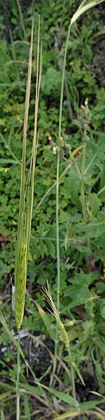 Hordeum spontaneum \ Wild-Gerste / Wild Barley, Rhodos/Rhodes Kamiros 22.3.2023