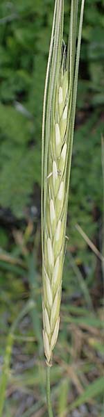 Hordeum spontaneum \ Wild-Gerste / Wild Barley, Rhodos/Rhodes Kamiros 22.3.2023