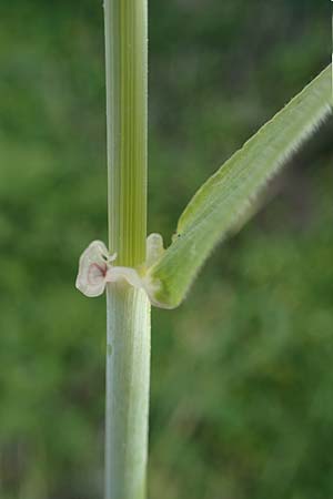 Hordeum spontaneum \ Wild-Gerste / Wild Barley, Rhodos/Rhodes Kamiros 22.3.2023