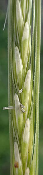 Hordeum spontaneum \ Wild-Gerste / Wild Barley, Rhodos/Rhodes Kamiros 22.3.2023