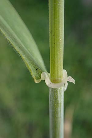 Hordeum spontaneum \ Wild-Gerste / Wild Barley, Rhodos/Rhodes Kamiros 22.3.2023