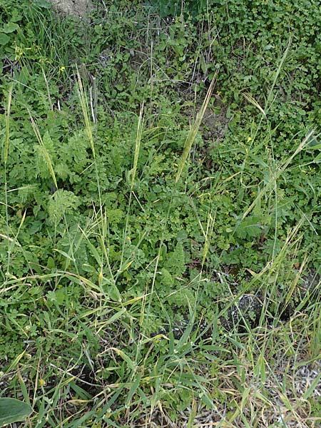 Hordeum spontaneum \ Wild-Gerste / Wild Barley, Rhodos/Rhodes Kamiros 22.3.2023