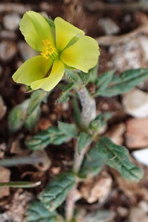 Helianthemum salicifolium \ Weidenbl&auml;ttriges Sonnenr�schen / Willowleaf Rock-Rose, Rhodos/Rhodes Attaviros 23.3.2023