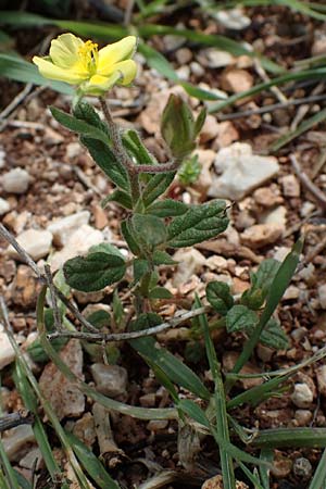 Helianthemum salicifolium \ Weidenbl&auml;ttriges Sonnenr�schen / Willowleaf Rock-Rose, Rhodos/Rhodes Attaviros 23.3.2023