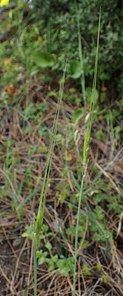 Hordeum spontaneum \ Wild-Gerste / Wild Barley, Rhodos/Rhodes Archangelos 24.3.2023