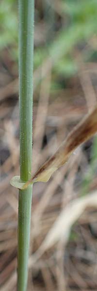 Hordeum spontaneum \ Wild-Gerste / Wild Barley, Rhodos/Rhodes Archangelos 24.3.2023