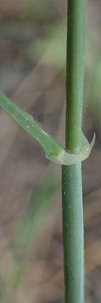 Hordeum spontaneum \ Wild-Gerste / Wild Barley, Rhodos/Rhodes Archangelos 24.3.2023