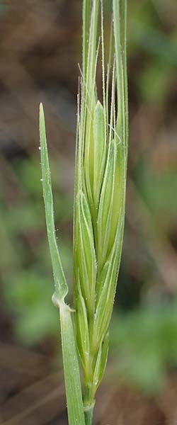 Hordeum spontaneum \ Wild-Gerste / Wild Barley, Rhodos/Rhodes Archangelos 24.3.2023