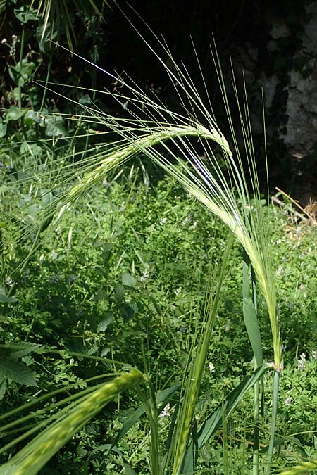 Hordeum spontaneum \ Wild-Gerste / Wild Barley, Rhodos/Rhodes City 28.3.2023