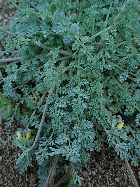 Hypecoum torulosum \ Strand-Lappenblume, Rhodos Stegna 17.3.2023