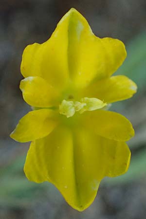 Hypecoum torulosum \ Strand-Lappenblume, Rhodos Lindos 20.3.2023