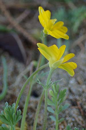 Hypecoum torulosum \ Strand-Lappenblume, Rhodos Lindos 20.3.2023