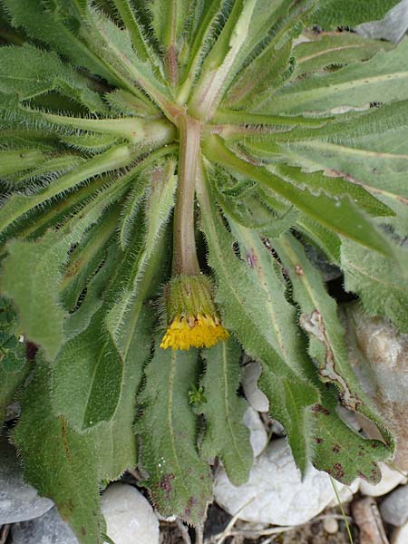 Hedypnois rhagadioloides \ Rhrchenkraut / Cretan Weed, Rhodos Kamiros 22.3.2023