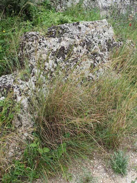 Hyparrhenia hirta \ Behaartes Kahngras / Thatching Grass, Coolatai Grass, Rhodos/Rhodes City 28.3.2019