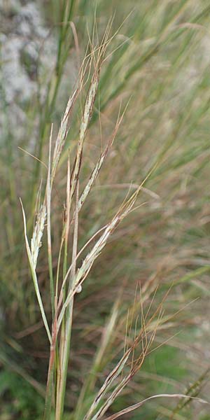 Hyparrhenia hirta \ Behaartes Kahngras / Thatching Grass, Coolatai Grass, Rhodos/Rhodes City 28.3.2019