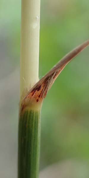 Hyparrhenia hirta \ Behaartes Kahngras / Thatching Grass, Coolatai Grass, Rhodos/Rhodes City 28.3.2019