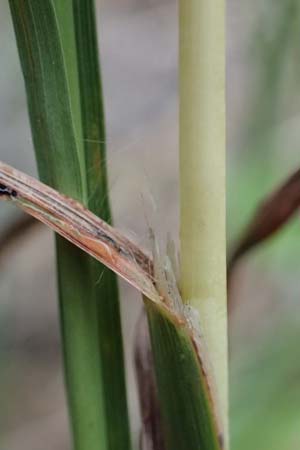 Hyparrhenia hirta \ Behaartes Kahngras / Thatching Grass, Coolatai Grass, Rhodos/Rhodes City 28.3.2019