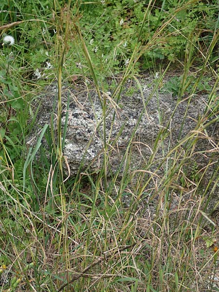 Hyparrhenia hirta \ Behaartes Kahngras / Thatching Grass, Coolatai Grass, Rhodos/Rhodes City 28.3.2019
