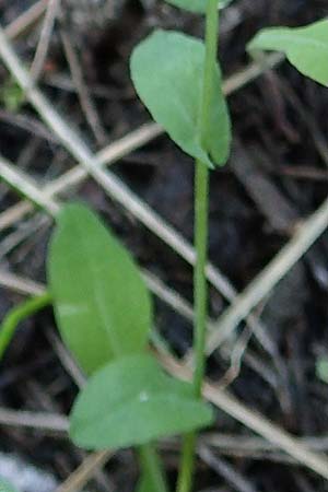 Microthlaspi natolicum subsp. gaillardotii \ Gaillardots Kleint�schelkraut / Gaillardot's Penny-Cress, Rhodos/Rhodes Profitis Ilias 25.3.2019