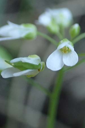 Microthlaspi natolicum subsp. gaillardotii \ Gaillardots Kleint�schelkraut / Gaillardot's Penny-Cress, Rhodos/Rhodes Profitis Ilias 25.3.2019
