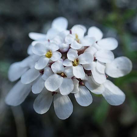 Iberis carnosa \ Fleischige Schleifenblume / Pruit's Candytuft, Rhodos/Rhodes Moni Kamiri 19.3.2023
