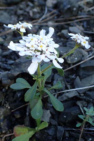 Iberis carnosa \ Fleischige Schleifenblume / Pruit's Candytuft, Rhodos/Rhodes Moni Kamiri 19.3.2023