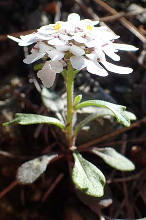 Iberis carnosa, Fleischige Schleifenblume