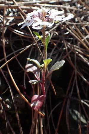 Iberis carnosa \ Fleischige Schleifenblume / Pruit's Candytuft, Rhodos/Rhodes Moni Kamiri 19.3.2023