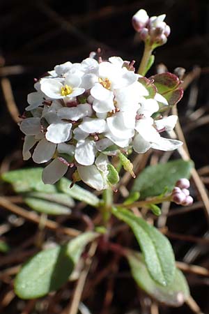 Iberis carnosa \ Fleischige Schleifenblume / Pruit's Candytuft, Rhodos/Rhodes Moni Kamiri 19.3.2023