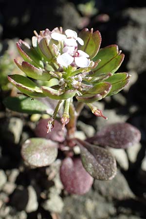 Iberis carnosa \ Fleischige Schleifenblume / Pruit's Candytuft, Rhodos/Rhodes Moni Kamiri 19.3.2023