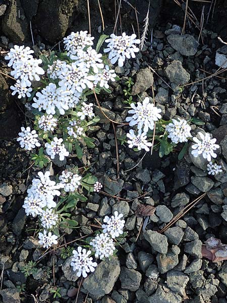 Iberis carnosa \ Fleischige Schleifenblume / Pruit's Candytuft, Rhodos/Rhodes Moni Kamiri 19.3.2023