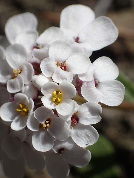Iberis carnosa \ Fleischige Schleifenblume / Pruit's Candytuft, Rhodos/Rhodes Moni Kamiri 19.3.2023
